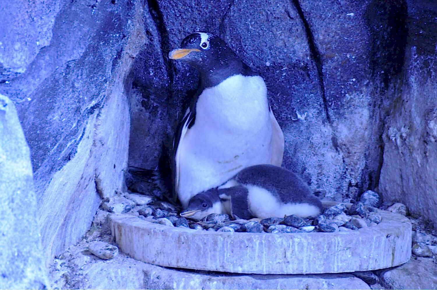 Penguen Koruma Programı_1