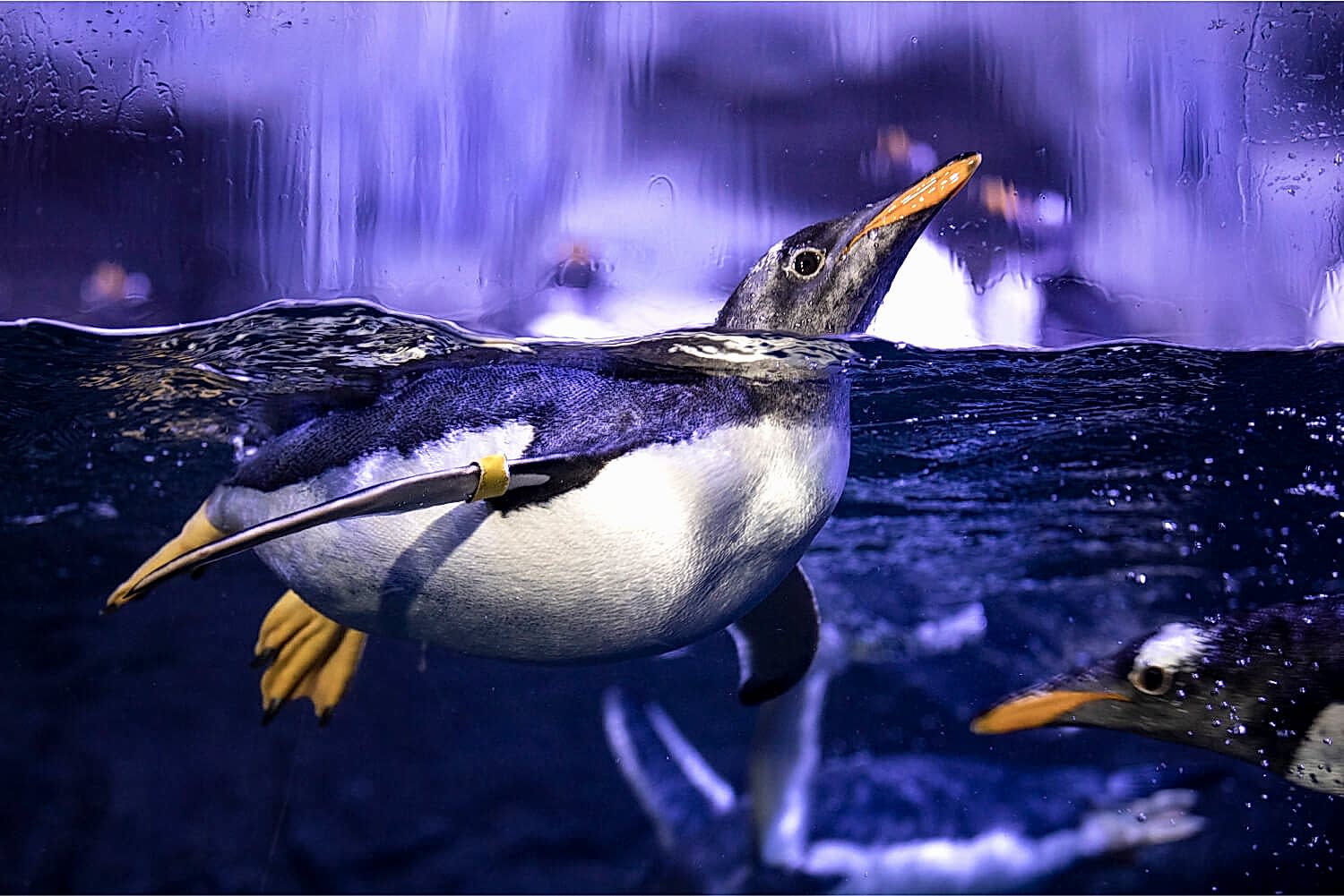 Penguen Koruma Programı_1