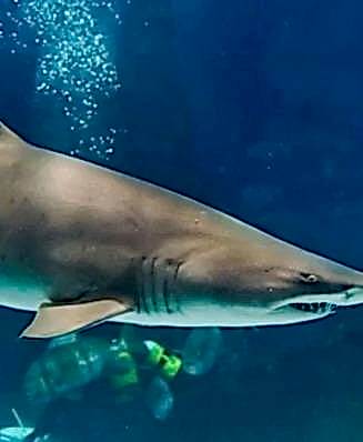 KUM KAPLANI<br>KÖPEK BALIĞI