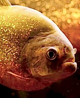 KIRMIZI KARINLI<br>PİRANA