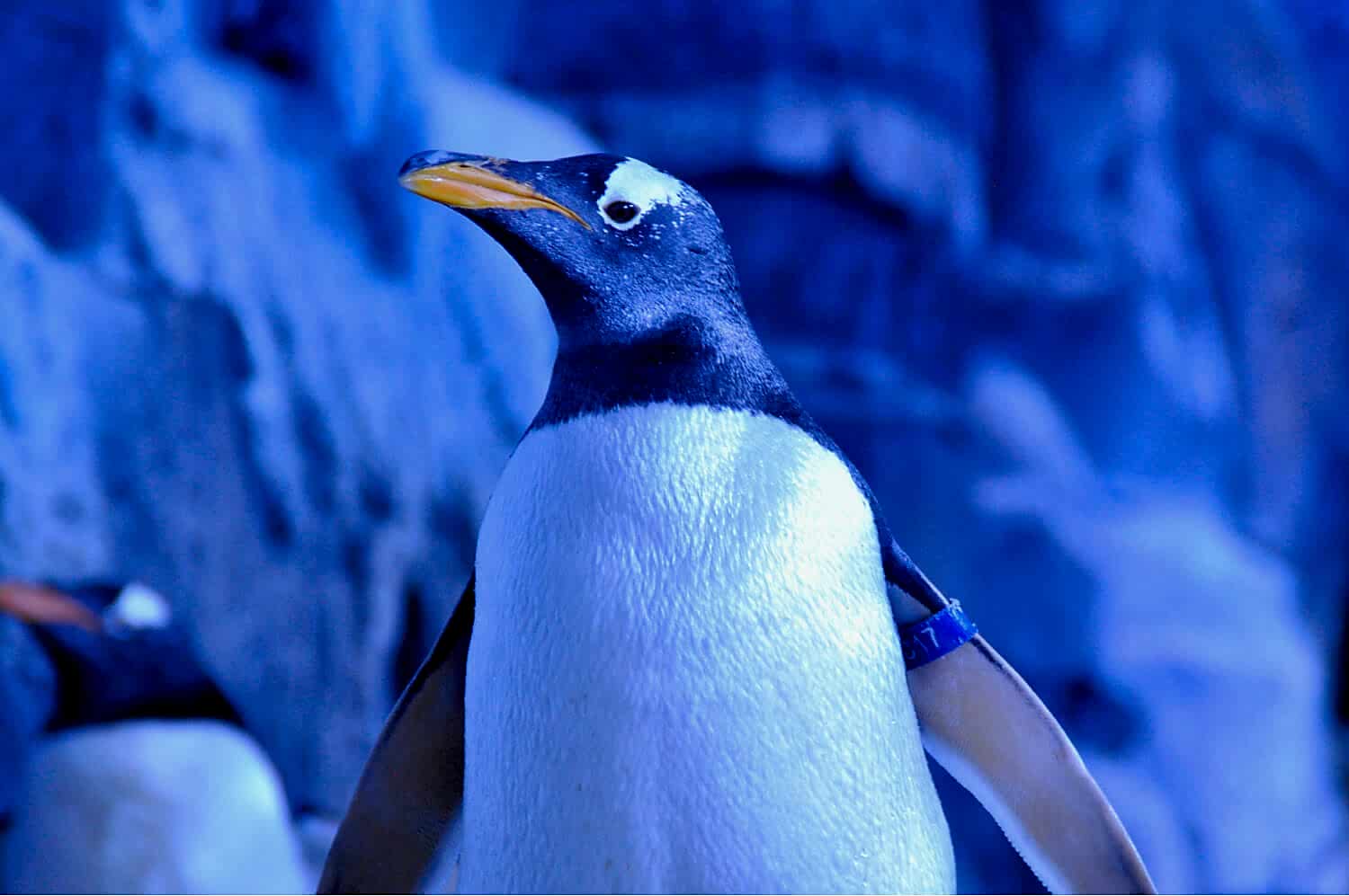 Penguen Koruma Programı_1