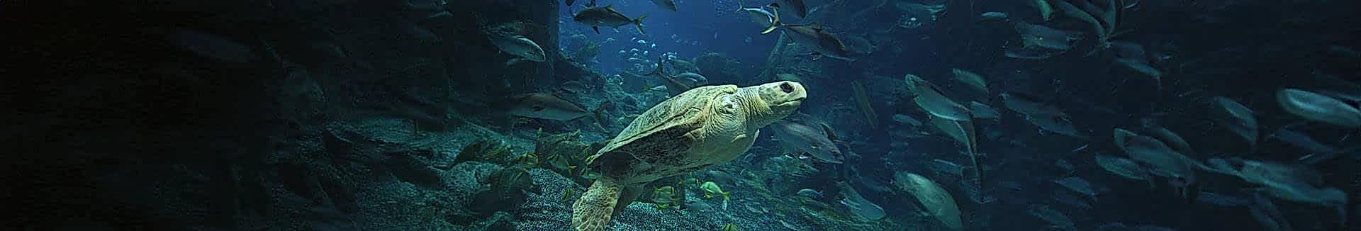 TEDAVİ VE KORUMA MERKEZİ