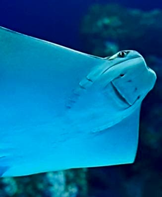 İNEK BURUNLU<br>VATOZ