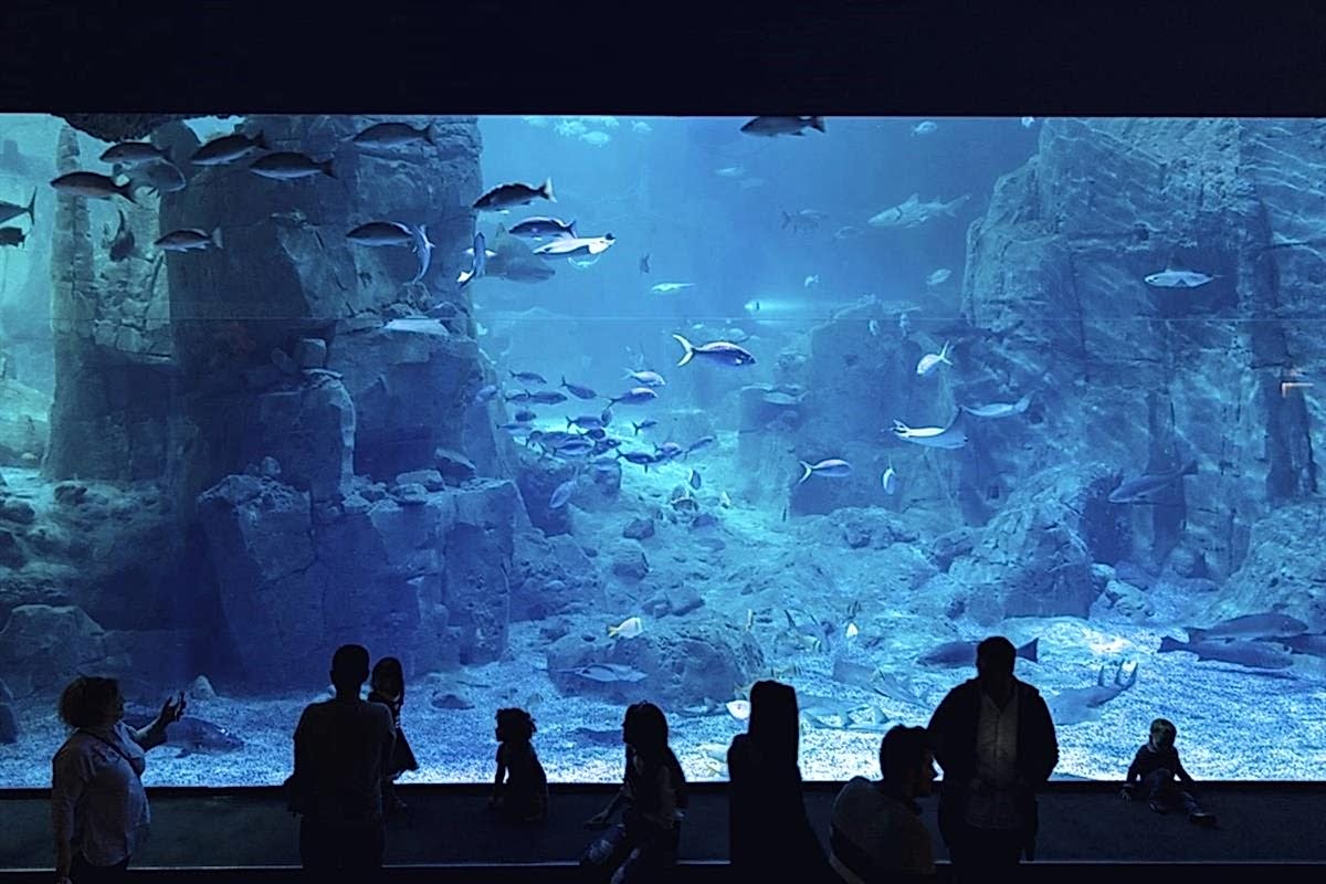 İstanbul Akvaryum’da Yapabileceğiniz Birbirinden Eğlenceli 5 Etkinlik