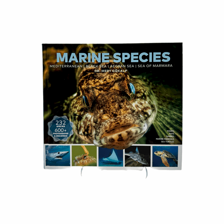 DENİZ CANLILARI(İNGİLİZCE)