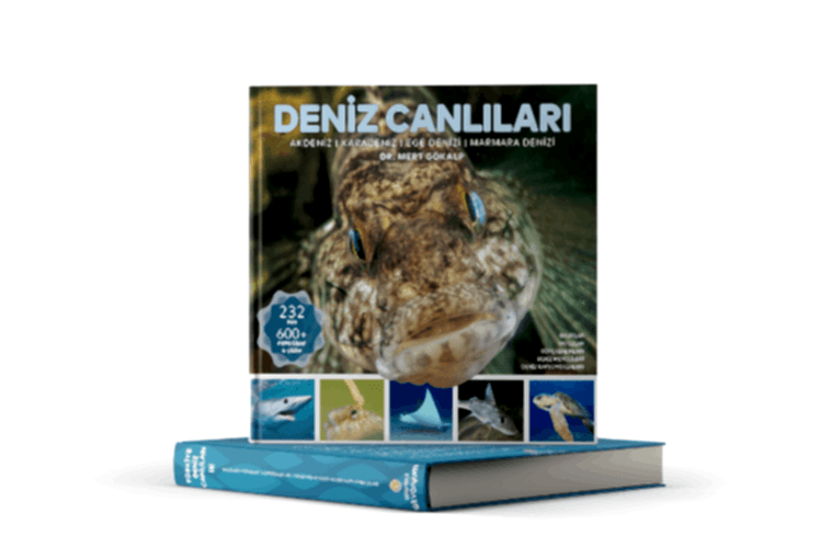 DENİZ CANLILARI
