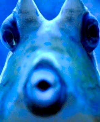 UZUN BOYNUZLU<br>İNEKBALIĞI